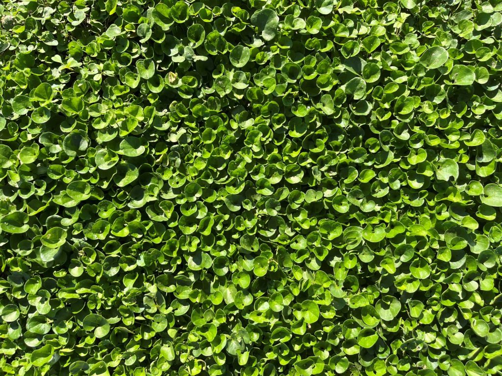 Dichondra Repens - Tepeservi - Césped Natural