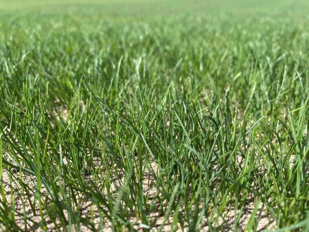 Cultivo de césped natural en pleno desarrollo tras la siembra y los primeros cuidados de mantenimiento.