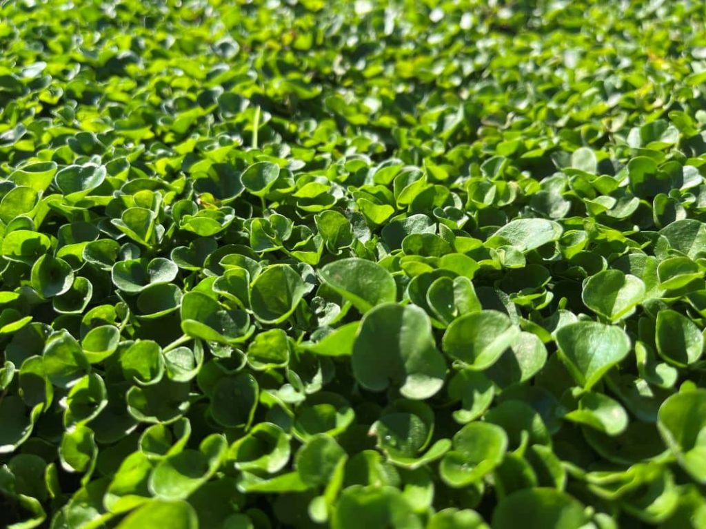 Dichondra Repens - Tepeservi - Césped Natural