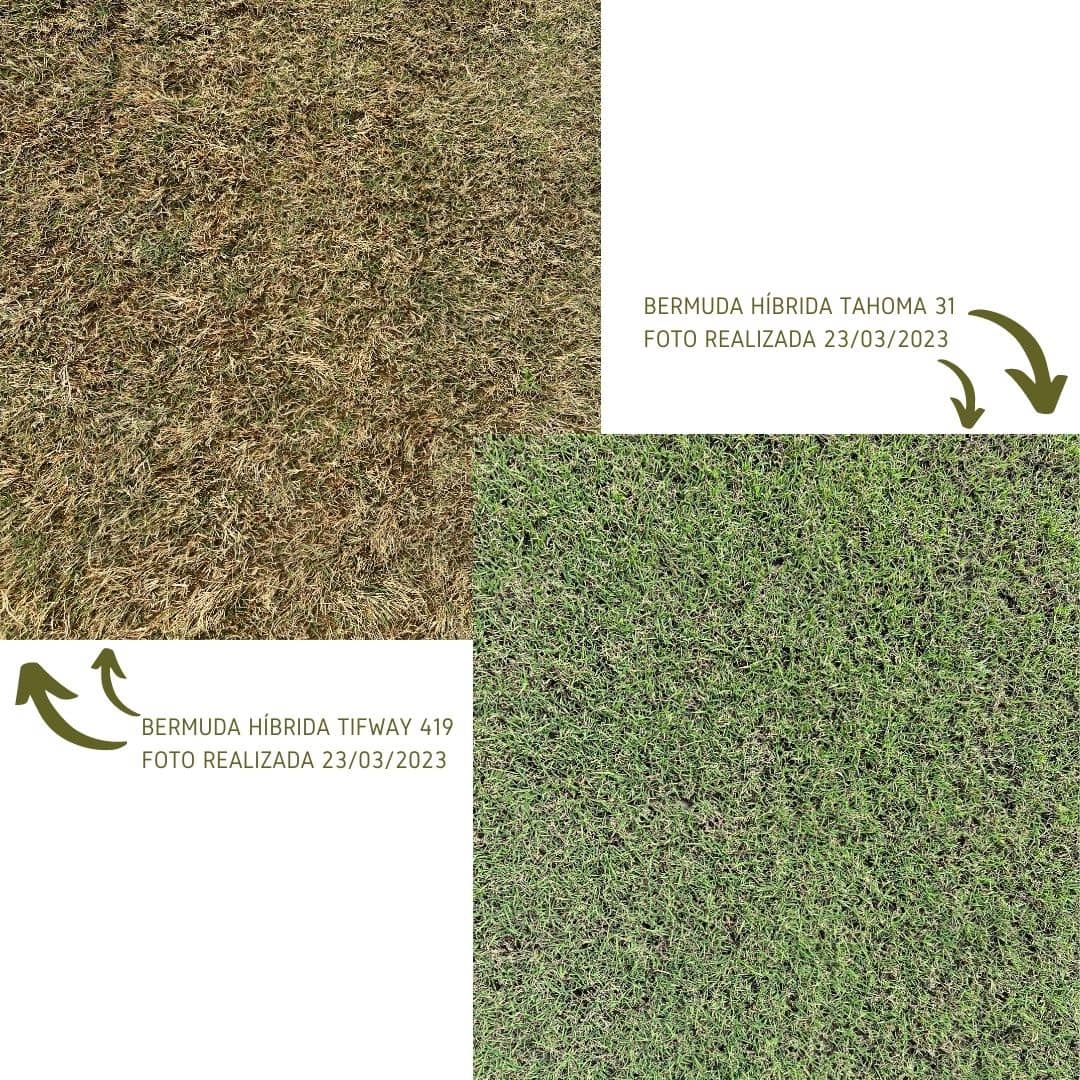 Detalle comparativo de las hojas verdes de Bermuda Tahoma 31 y Tifway 419 durante el inicio de la primavera.