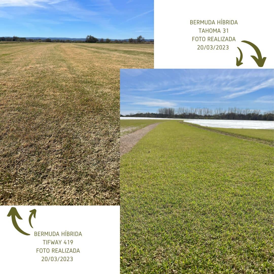 Comparación del color y la salida de latencia de las variedades Bermuda Tahoma 31 y Tifway 419 cultivadas por Tepeservi.