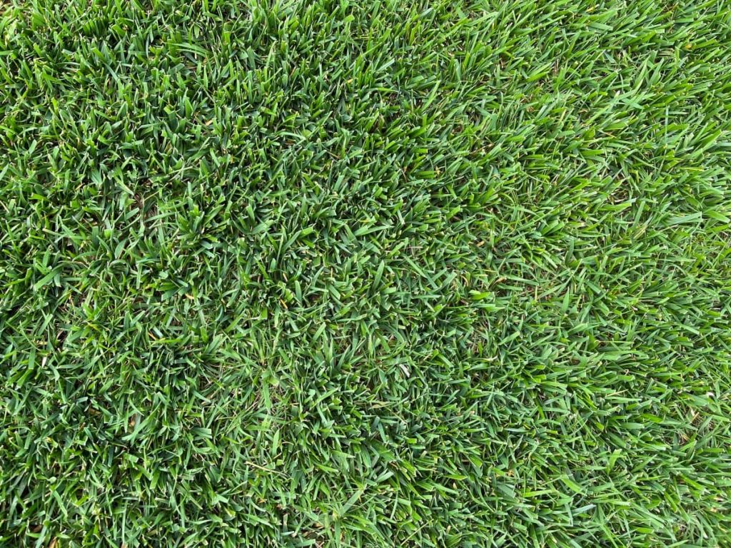 Extrem grass (Bermuda Híbrida Tifway 419, Festuca Arundinácea) - Césped Natural - Tepeservi