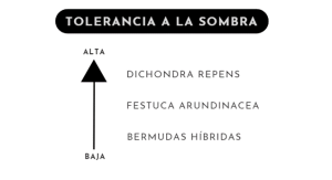 Grafico de Tolerancia a la Sombra de las variedades de Césped Natural - Tepeservi
