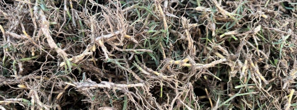 Detalle de los esquejes de Bermuda HíbridaTahoma 31 formados por rizomas, estolones y hojas para la reproducción del césped.