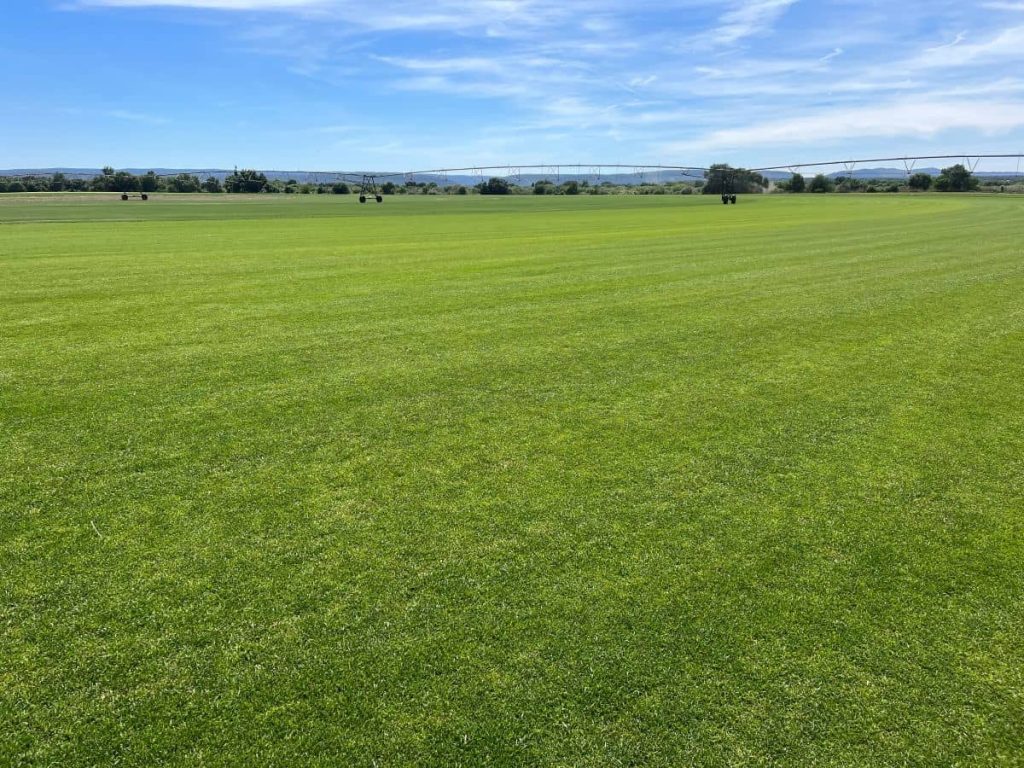 Plantación de césped natural de Tepeservi preparada para la extracción de tepes destinados a jardines y campos deportivos.