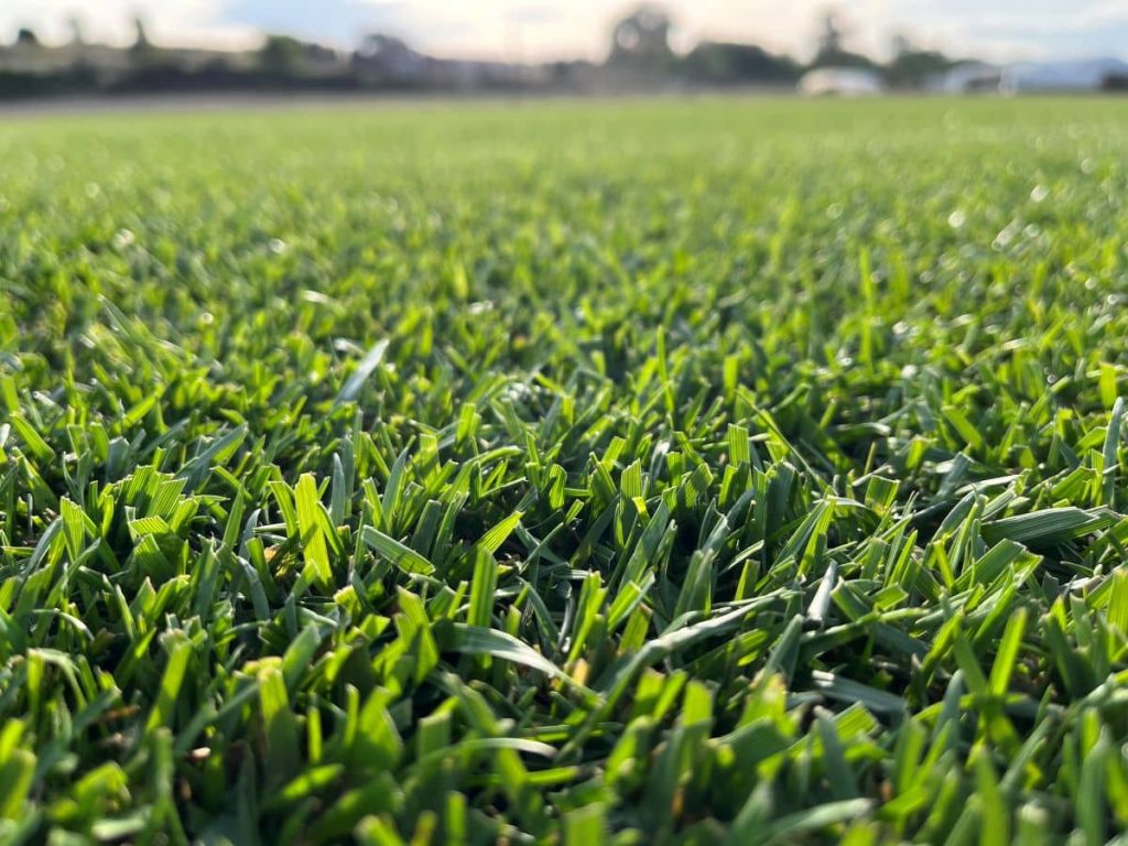 Miranda Grass. Variedad de césped natural cultivada por Tepeservi, reconocida por su resistencia, densidad y excelente calidad para jardines y zonas deportivas.
