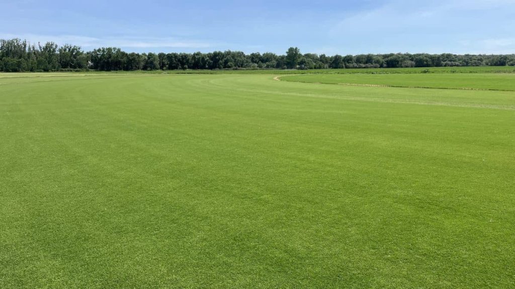 Detalle del césped natural Bermuda Tahoma 31, una variedad de alta resistencia para jardines y campos deportivos - Tepeservi