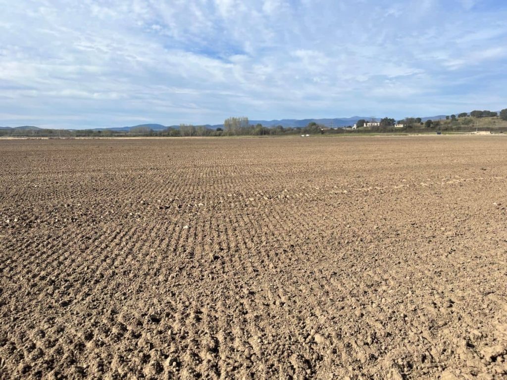 Comparativa de un terreno recién sembrado durante las primeras fases del cultivo de césped natural.