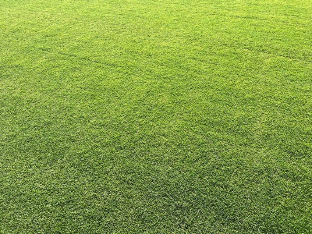 Variedad de césped natural Bermuda Híbrida Tifway 419 de hoja fina - Tepeservi
